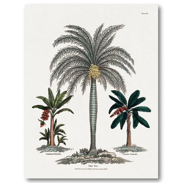 Banana and Date Palm Art Print