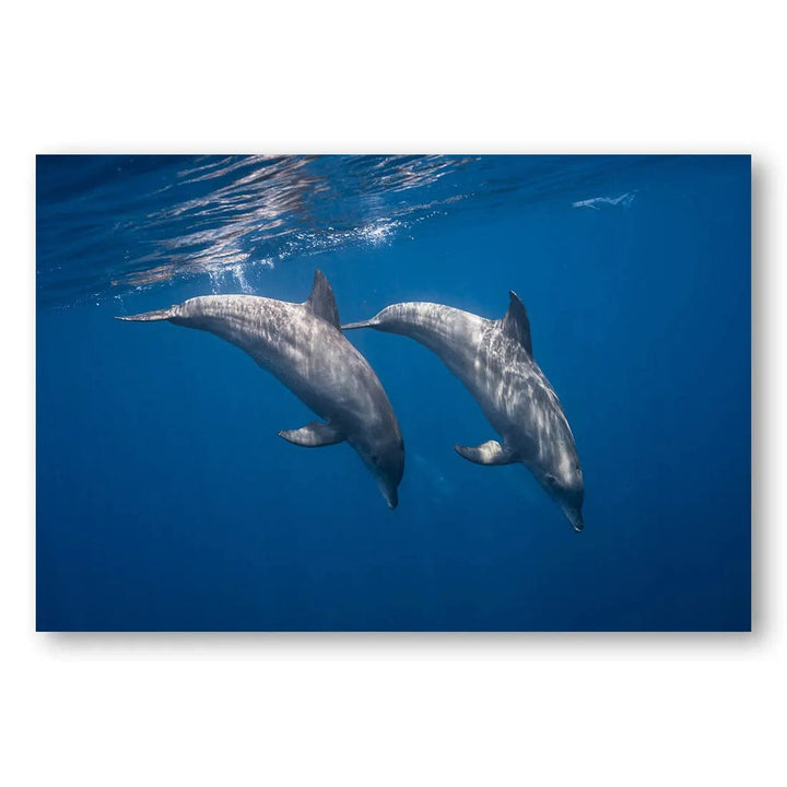 Dolphin Dance Harmony Photo Print