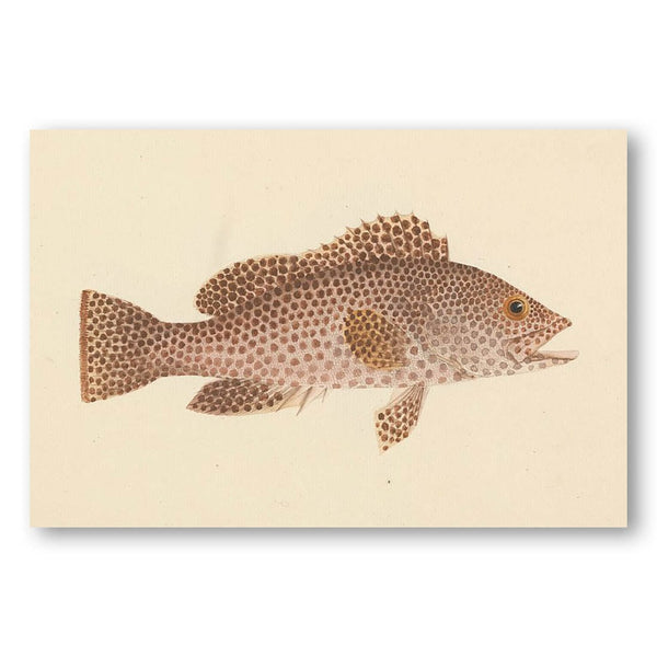 Spotted Grouper Fish by Luigi Balugani Art Print