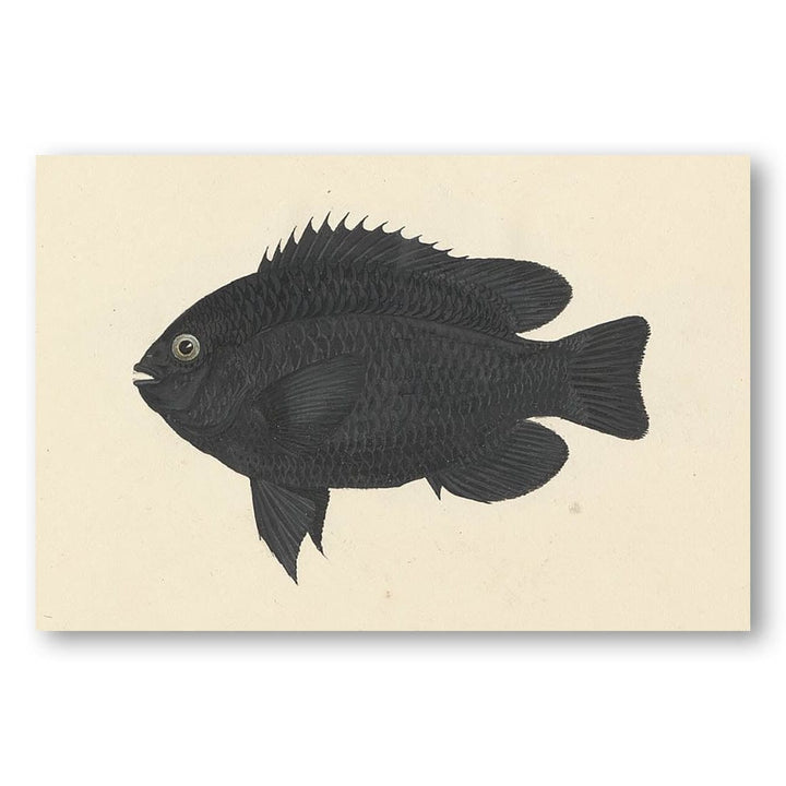 Unidentified Fish by Luigi Balugani Art Print