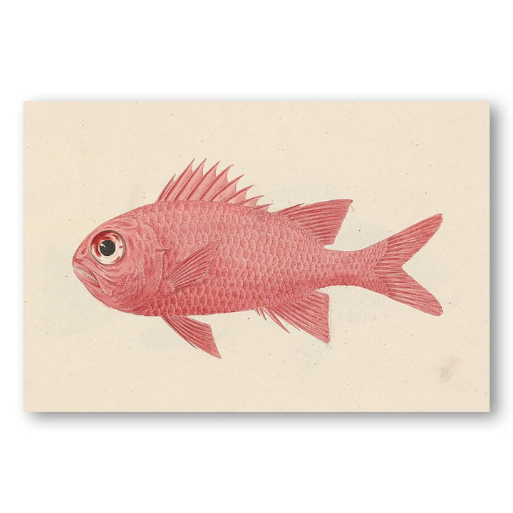 Unidentified Fish by Luigi Balugani Art Print