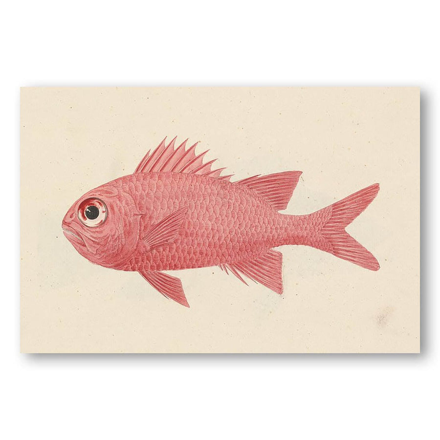 Bigeye Fish by Luigi Balugani Art Print