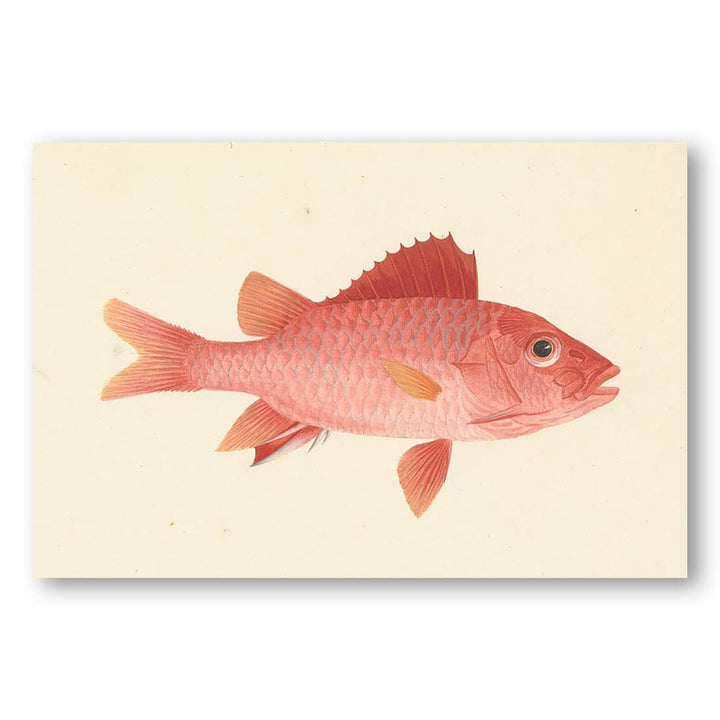 Unidentified Fish by Luigi Balugani Art Print