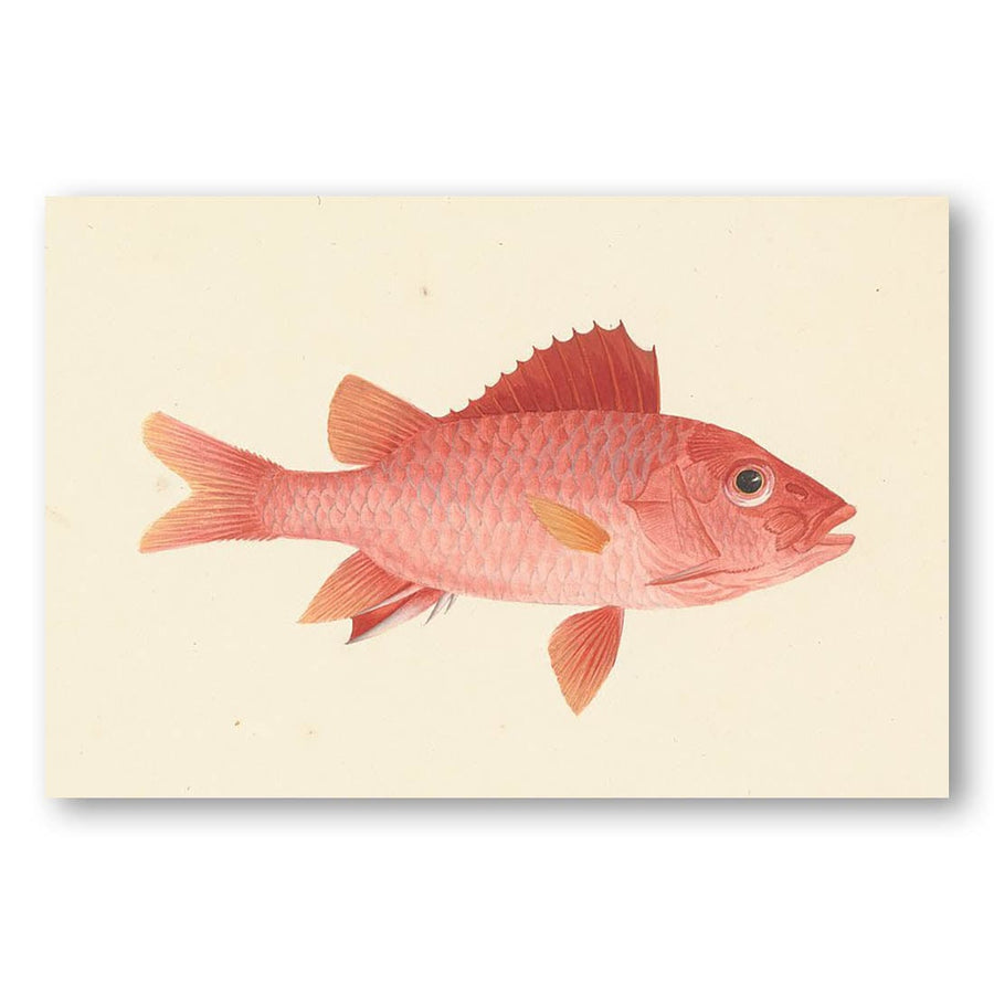 Red Snapper by Luigi Balugani Art Print