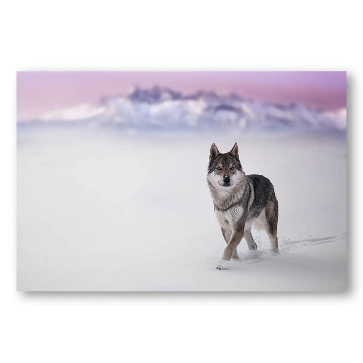 Wolf In The Arctic Dawn Photo Print