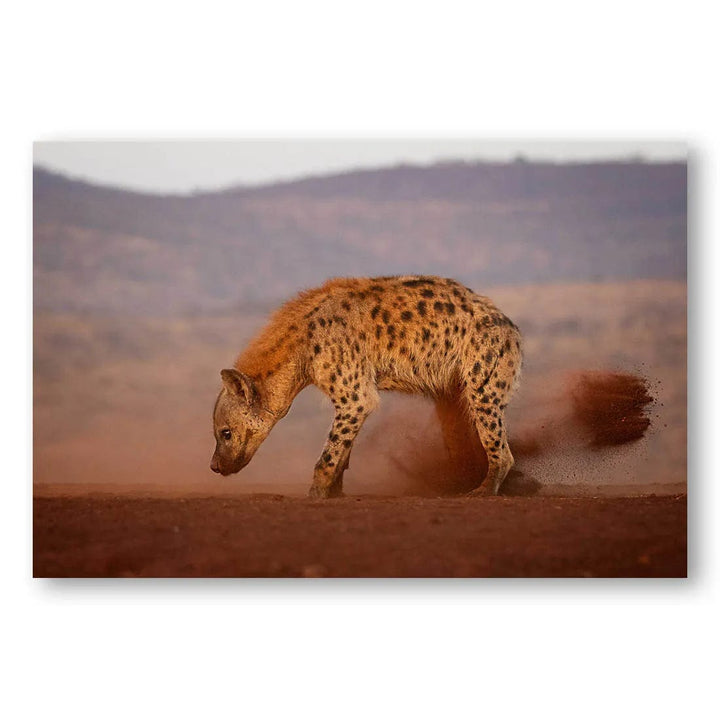 Hyena Dust Trail Photo Print