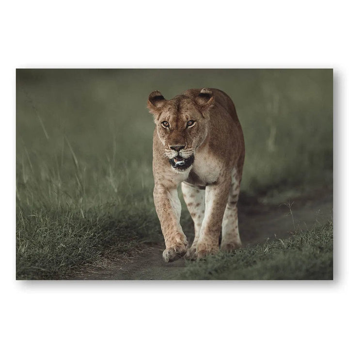 Majestic Prowler Photo Print