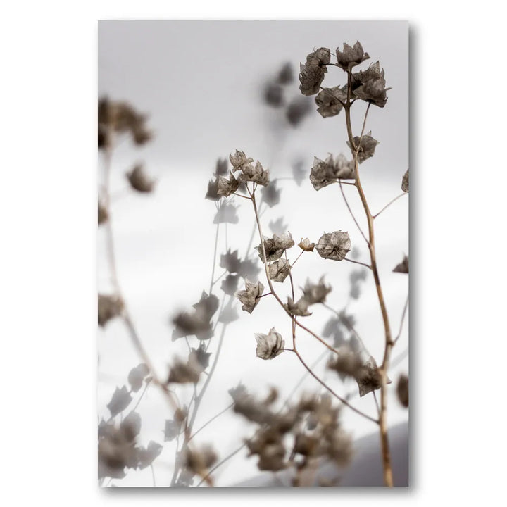 Soft Murmurs Photo Print