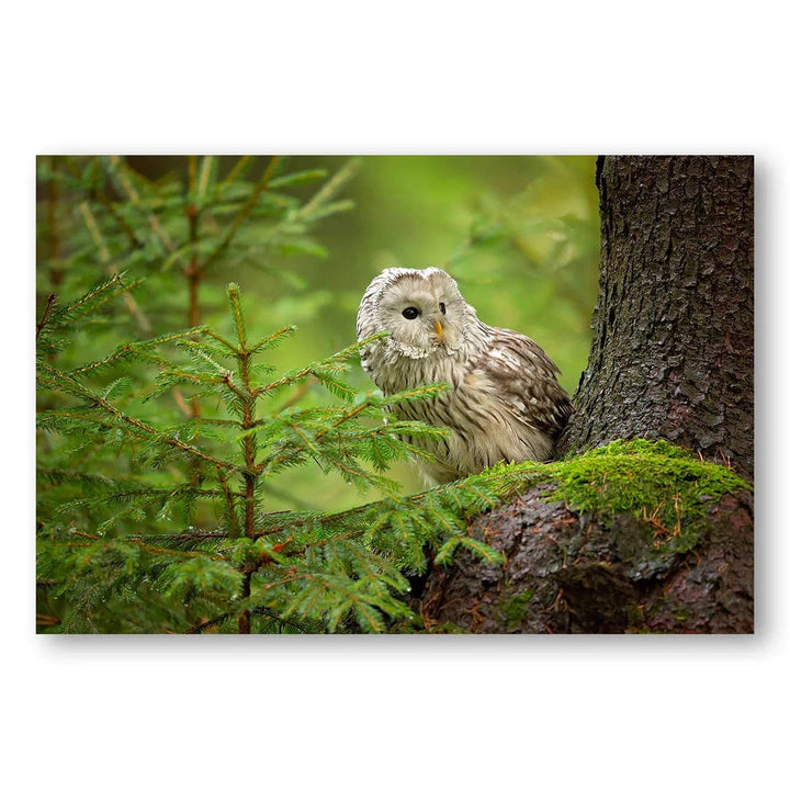 Forest Prowler Photo Print