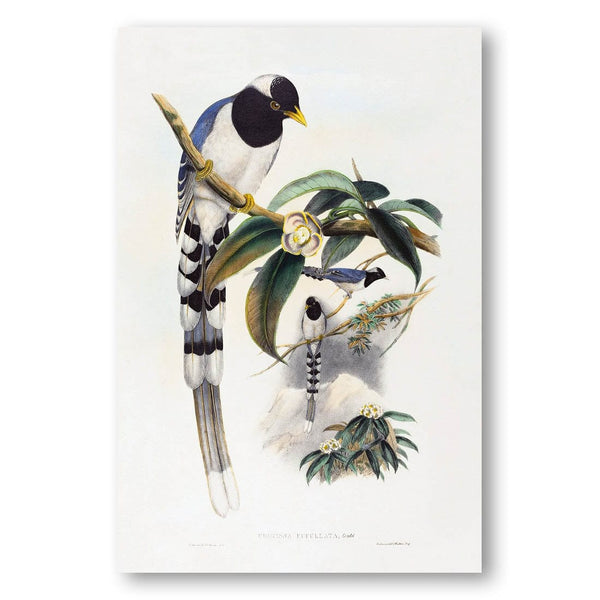 Urocissa cucullata by John Gould and Henry Constantine Richter Art Print