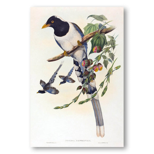 Urocissa Magnirostris by John Gould and Henry Constantine Richter Art Print