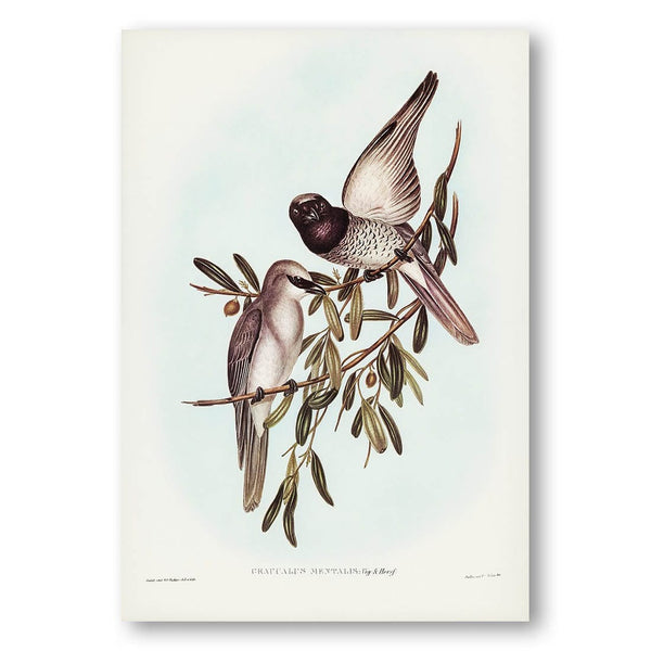 Varied Graucalus by Elizabeth Gould Art Print