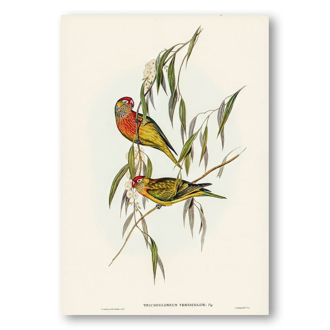 Varied Lorikeet by Elizabeth Gould Art Print