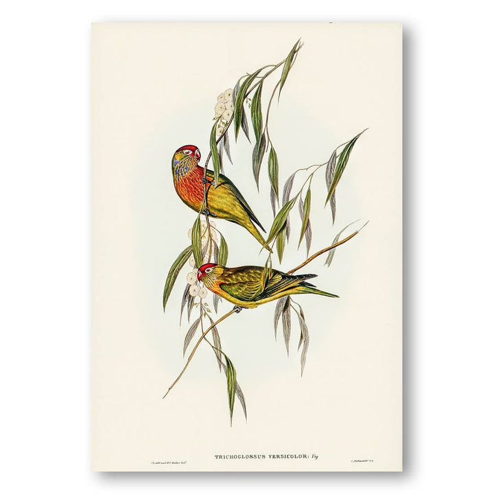 Varied Lorikeet by Elizabeth Gould Art Print