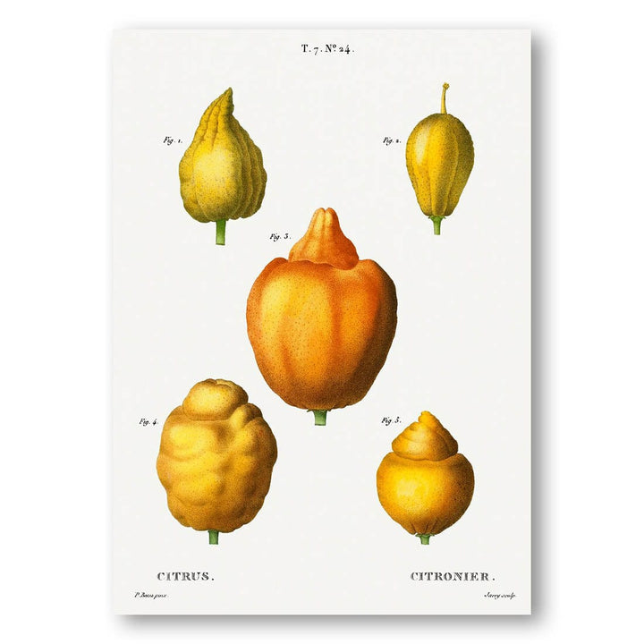 Various Shapes of Citrus Art Print