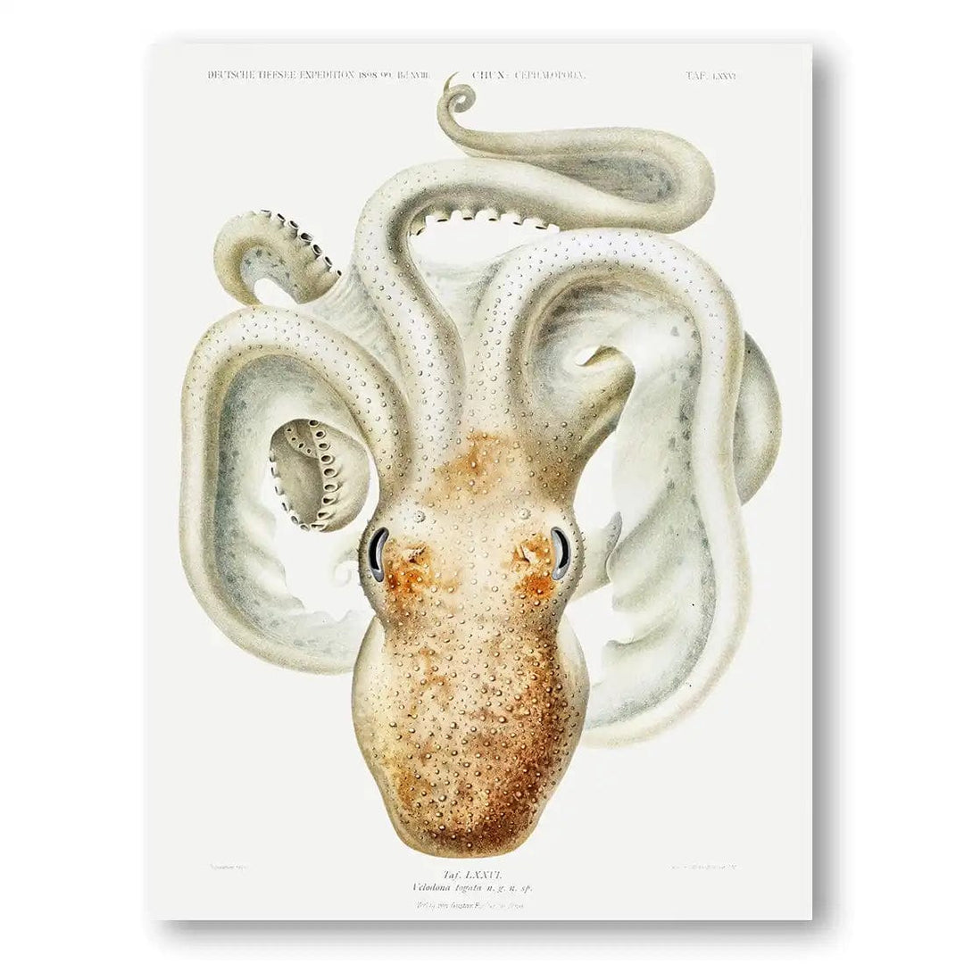 Velodona Octopus Vintage Art print