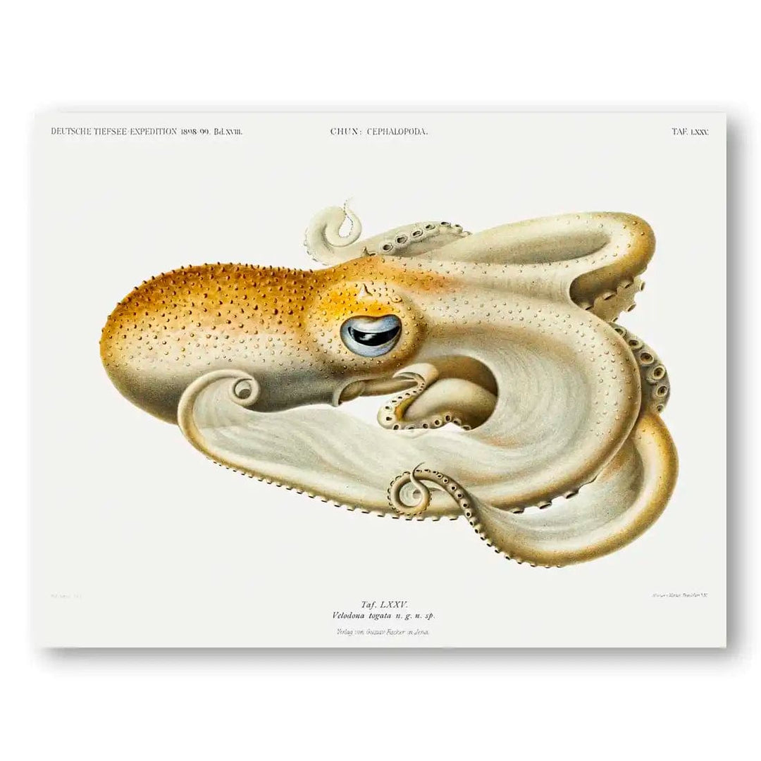 Velodona Octopus Landscape Vintage Art print