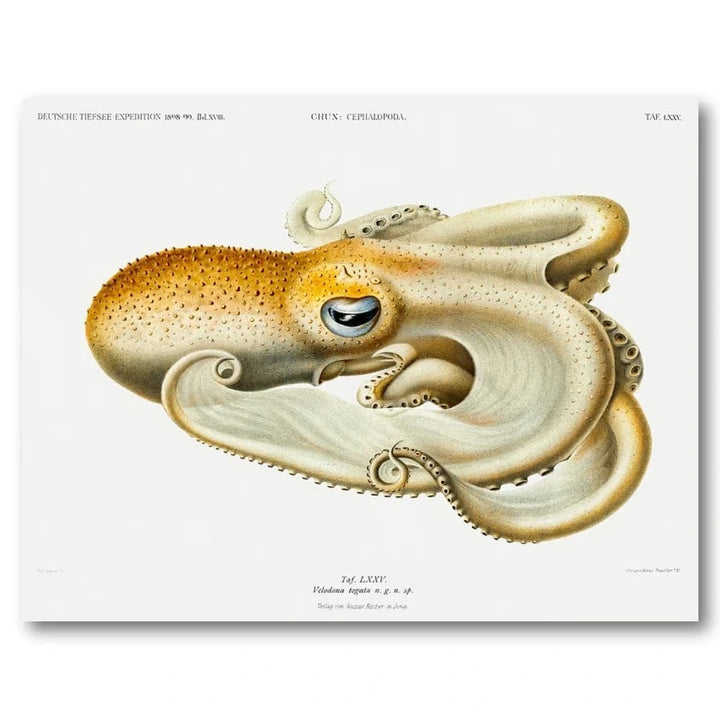 Velodona Octopus by Carl Chun Art Print