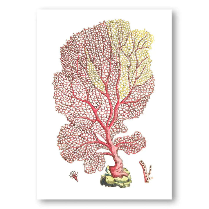 Venus's Fan Coastal Coral Art Print