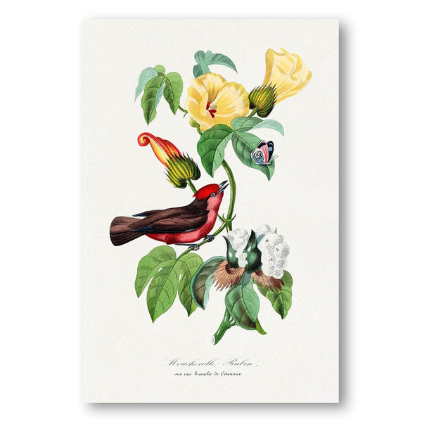 Vermilion Flycatcher by Paul Gervais Art Print