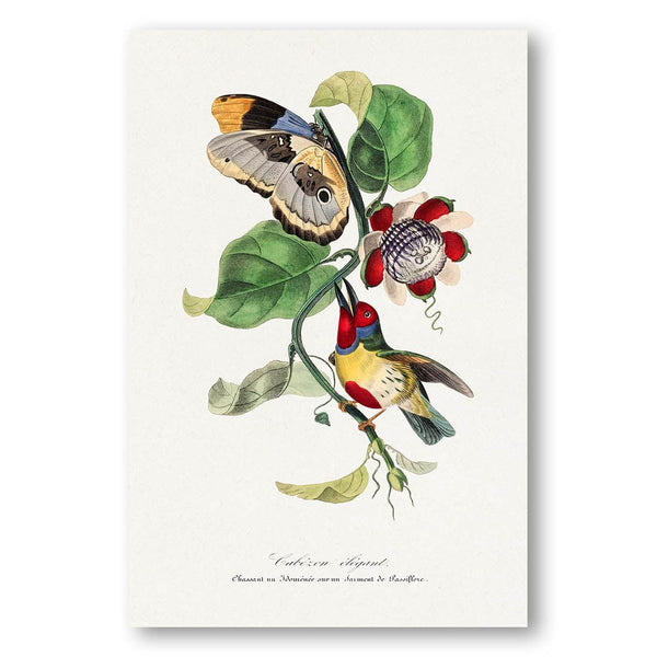 Versicolored Barbet by Paul Gervais Art Print