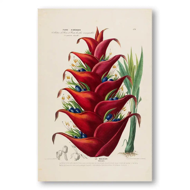 Vibrant Heliconia Art Print