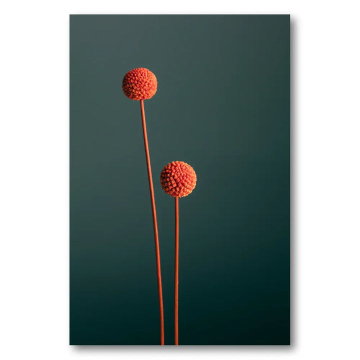 Vibrant Botanical Spheres Photo Print