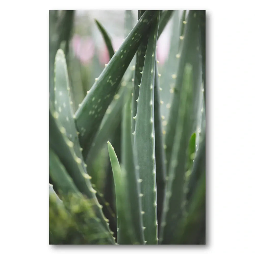 Vibrant Green Aloe Plant Photo Print