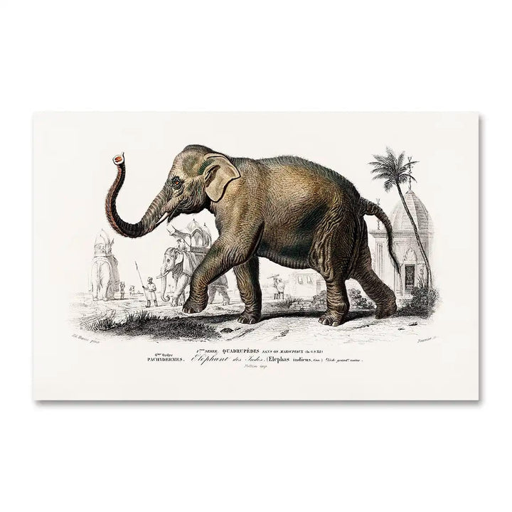 Vintage Asiatic Elephant Illustration Art Print