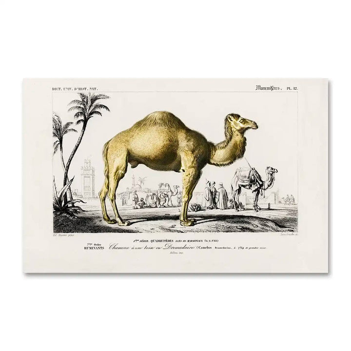 Vintage Camel Illustration Art Print