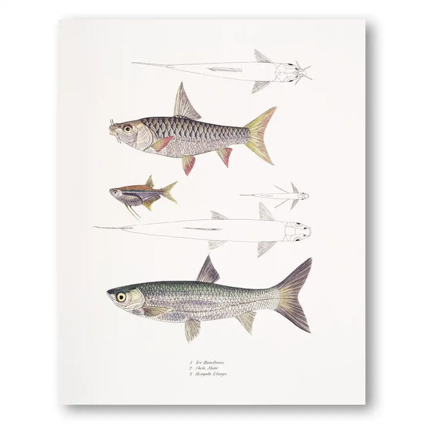 Vintage Fish Illustration Art Print 1