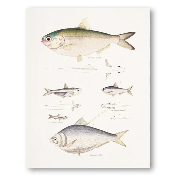 Vintage Fish Illustration Art Print 2
