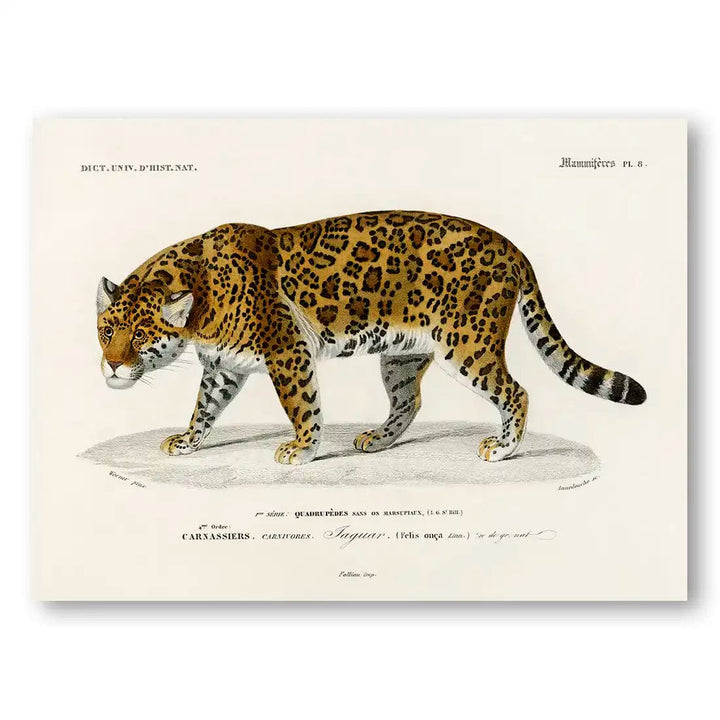 Vintage Jaguar Illustration Art Print