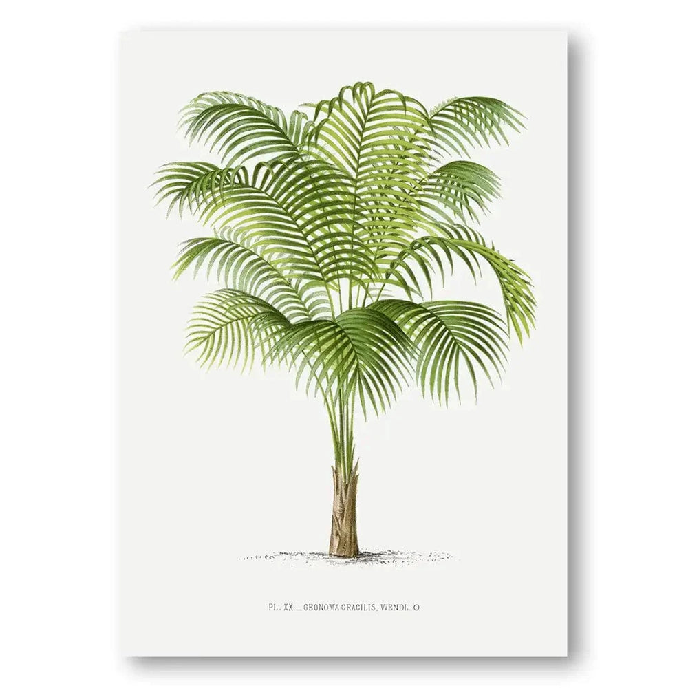 Geonoma Gracilis vintage print, one of the pair