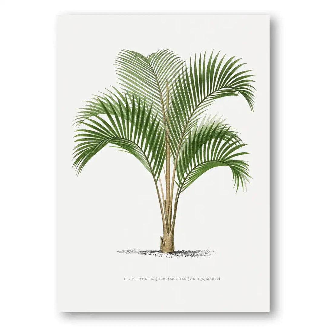 Vintage Palm Art Print 11