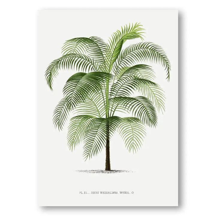 Vintage Palm Art Print 12