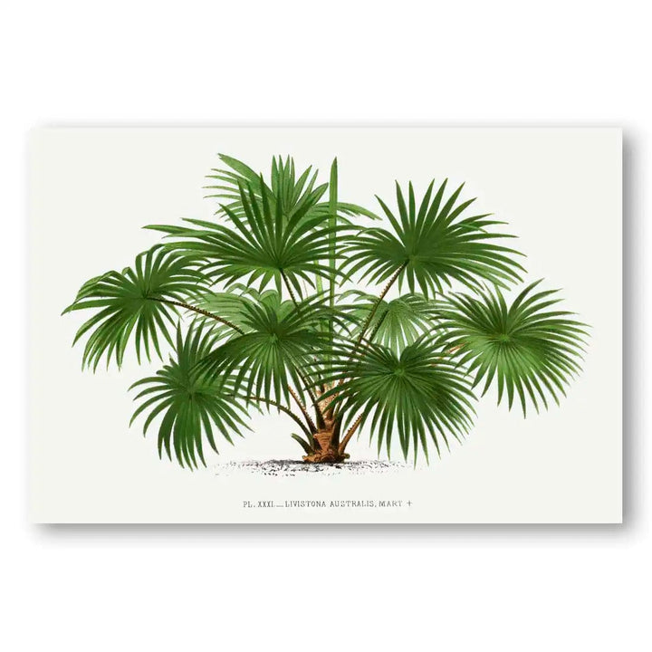 Vintage Palm Art Print 13