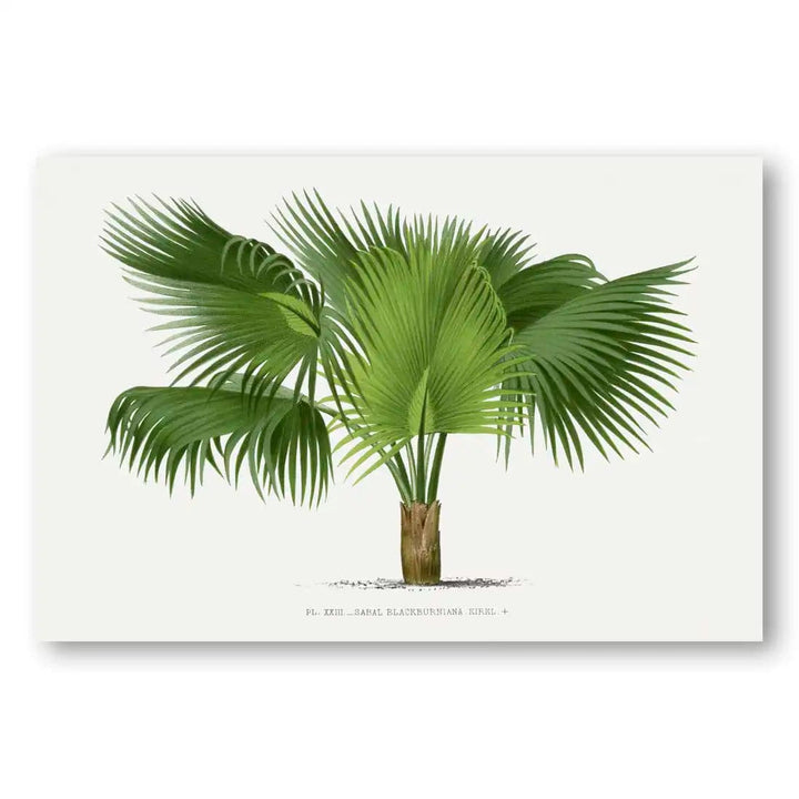 Vintage Palm Art Print 14
