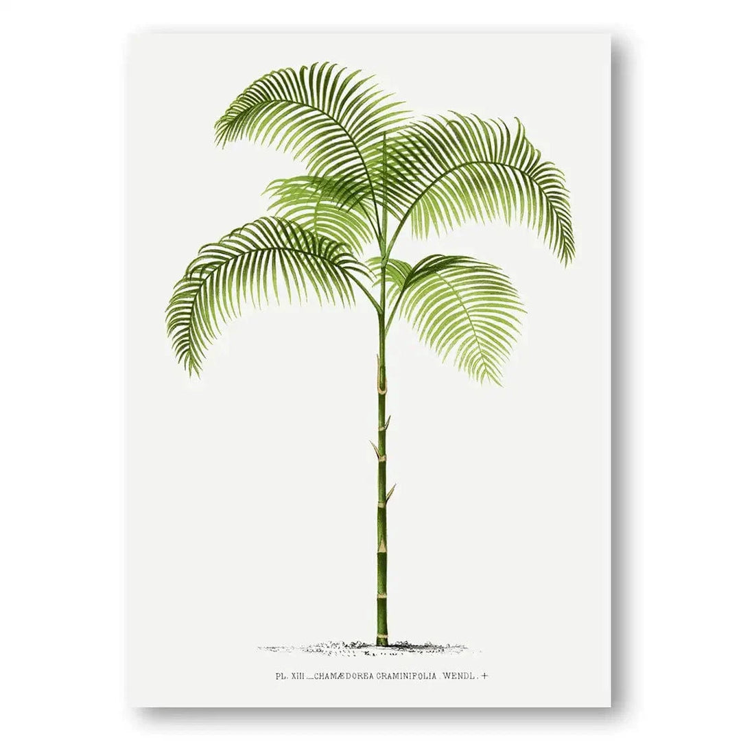 Chamaedorea Graminifolia vintage print, one of the pair