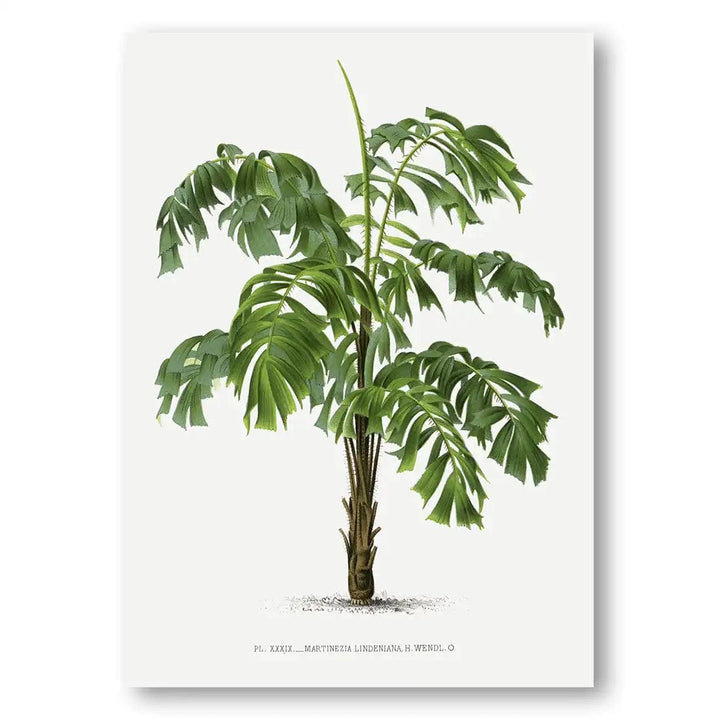 Vintage Palm Art Print 6