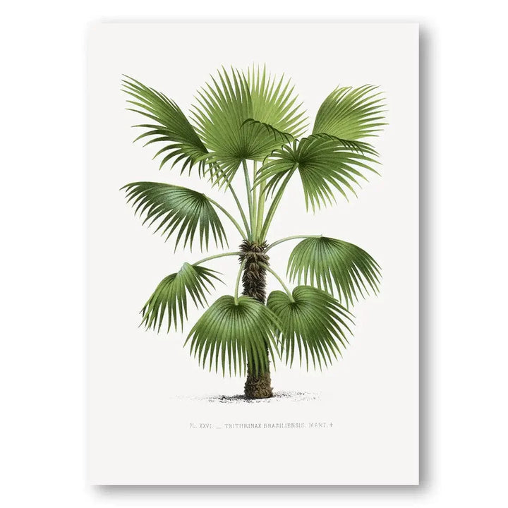 Trithrinax Brasiliensis vintage print, one of the pair