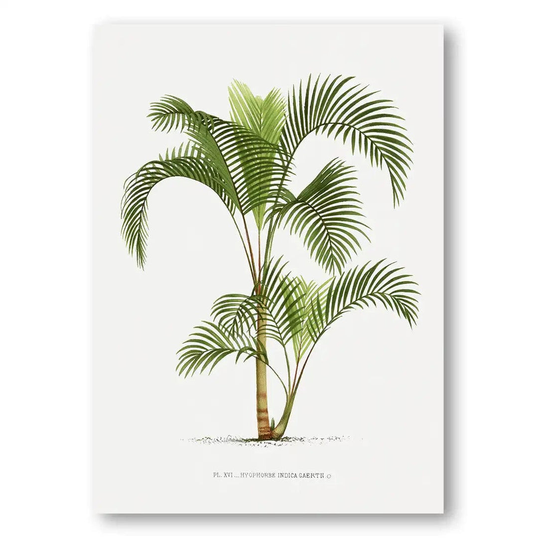 Vintage Palm Art Print 9