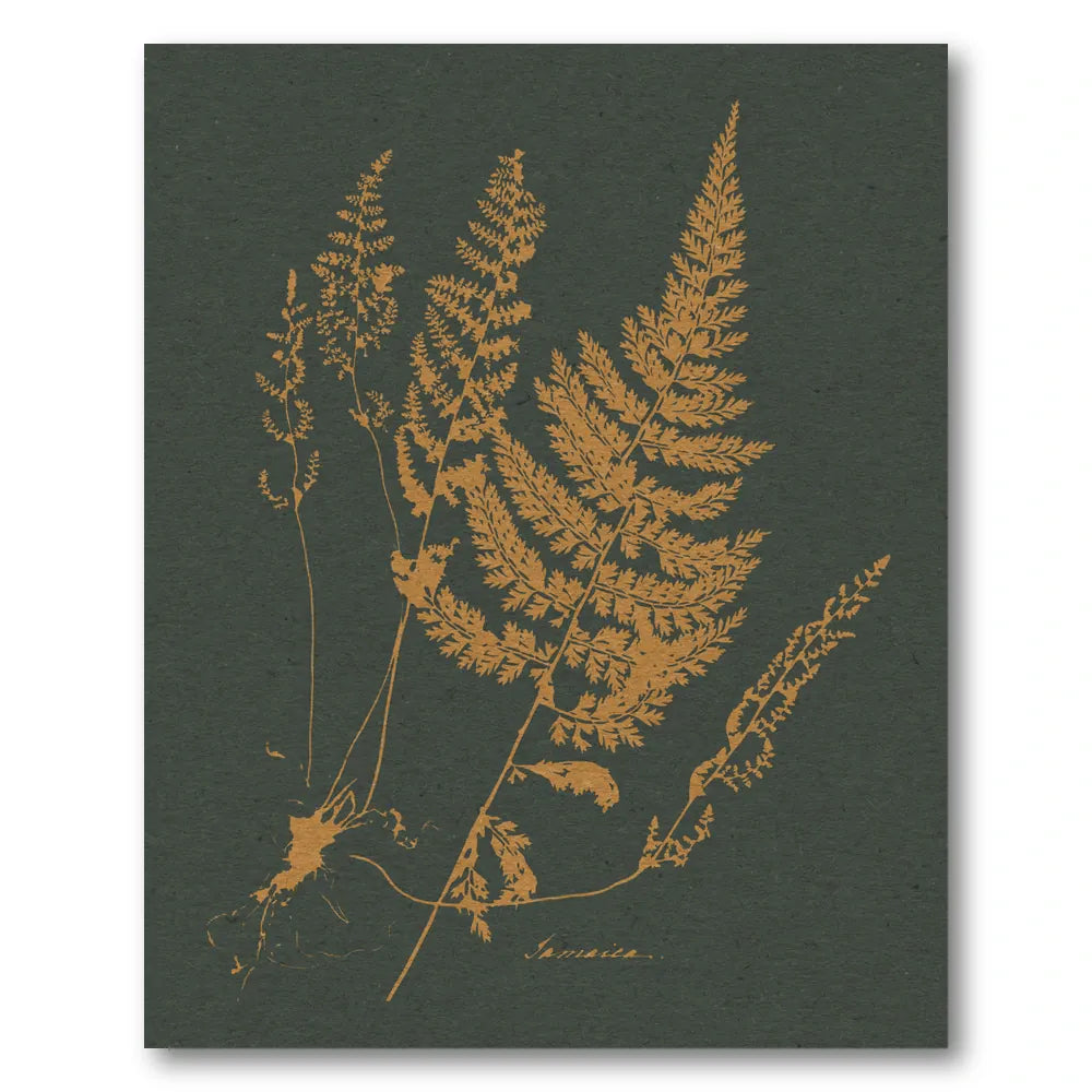 Vintage Fern Botanical Art Print