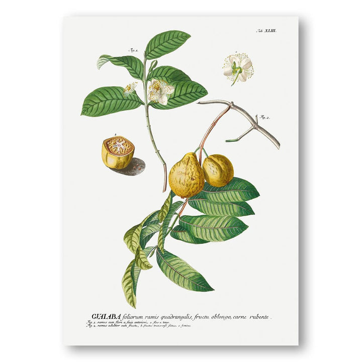 Vintage Guava Illustration Art Print