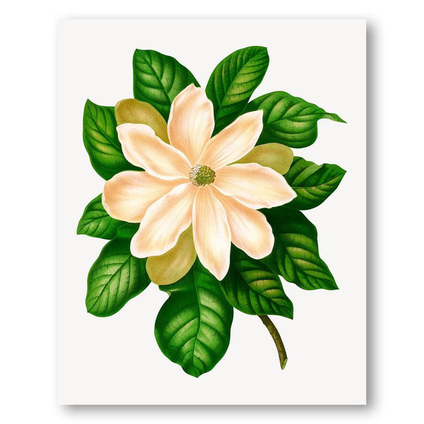 Vintage Magnolia Illustration Art Print