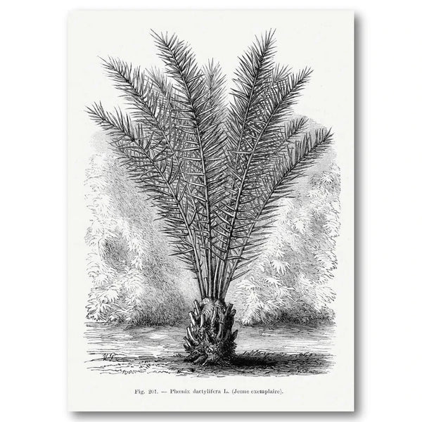 Vintage Palm Tree Phoenix Dactylifera Feathered Fronds Art Print