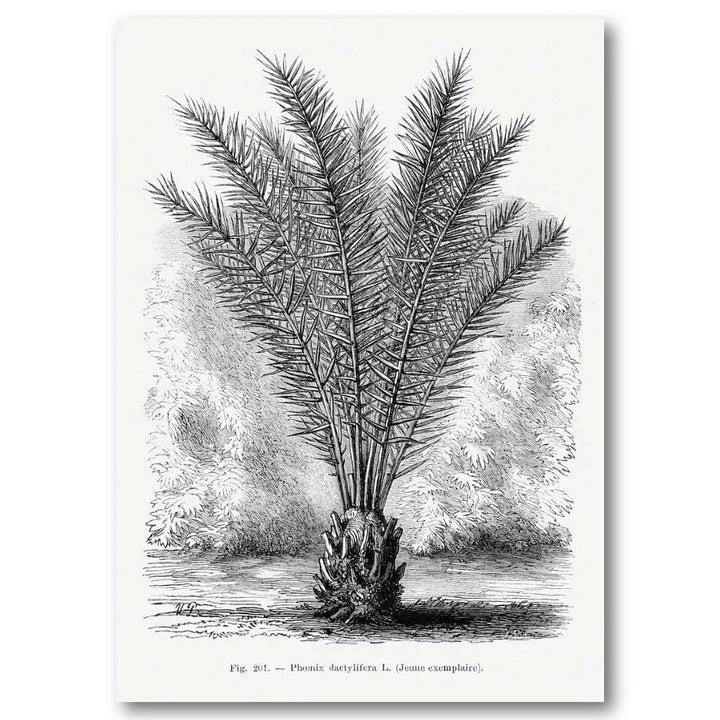 Vintage Palm Tree Art Print