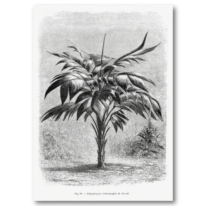 Vintage Palm Tree Art Print