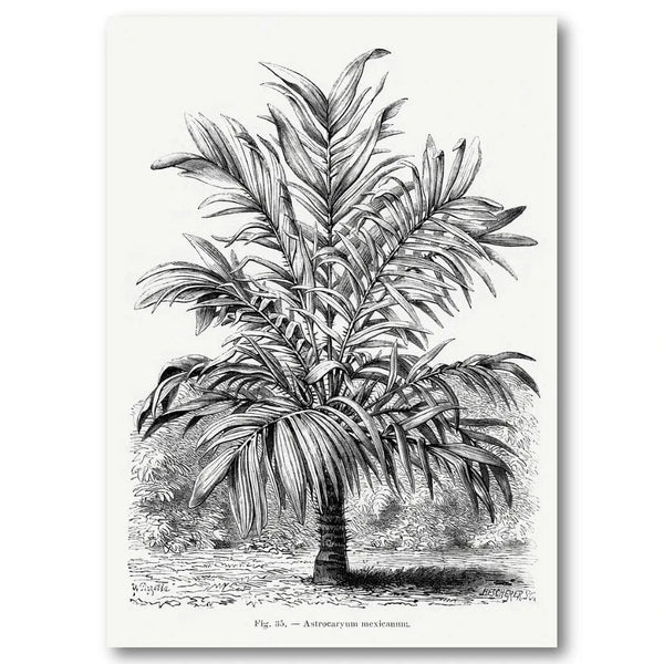 Vintage Palm Tree Astrocaryum Mexicanum Botanical Engraving Art Print