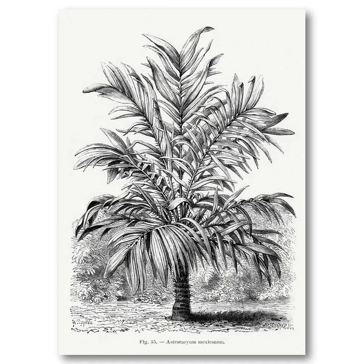 Vintage Palm Tree Art Print